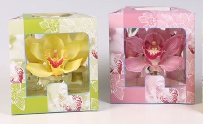 dobozos orchidea