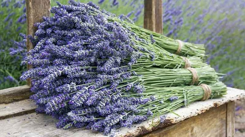 Levendula: ültetése, jellemzői, gondozása, virágzása, hatásai - Virág ...