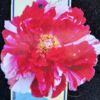 Kép 1/2 - Bazsarózsa fásszárú cirmos pink