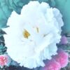 Kép 1/2 - Bazsarózsa fásszárú 1 lit. fehér, telt virágú
