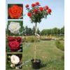 Kép 1/5 - Magastörzsű teahibrid rózsa, 120-140 cm