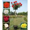 Kép 1/5 - Magastörzsű teahibrid rózsa, 120-140 cm