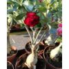 Kép 4/5 - Sivatagi Rózsa telt virágú 15 cm-es cserépben