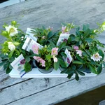 Kép 2/2 - Hunyor double ellen 13 cm-s cserépben