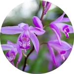 Kép 4/4 - Kerti orchidea, Bletilla