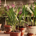 Kép 1/4 - Kerti orchidea, Bletilla