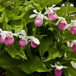 Kép 1/3 - Kerti orchidea, Cypripedium