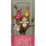 Kép 3/3 - Kerti orchidea, Cypripedium