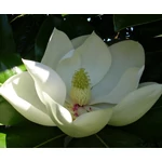 Nagyvirágú liliomfa Gallisoniensis 4 lit kont. 40-60 cm