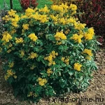 Kép 1/2 - Mahonia 2lit. kont. ~30-50cm