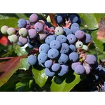 Kép 2/2 - Mahonia 2lit. kont. ~30-50cm