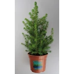 Kép 1/2 - Cukorsüvegfenyő 20-30 cm