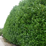 Kép 1/2 - Babérmeggy 7,5 literes kont 120 cm+