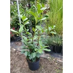 Kép 2/2 - Babérmeggy 7,5 literes kont 120 cm+