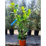 Kép 2/2 - Babérmeggy novita 3 lit. 70 cm