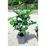 Kép 2/2 - Babérmeggy novita 5 lit. 60-70 cm