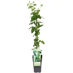 Kép 3/3 - Örökzöld japán lonc, Lonicera 2 lit. kont. 30-60 cm