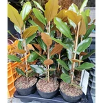 nagyvirágú, örökzöld liliomfa, magnólia