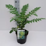 Kép 1/2 - Mahonia Charity 3 lit. kont