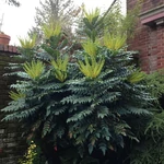 Kép 2/2 - Mahonia Charity 3 lit. kont