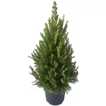 Kép 1/2 - Cukorsüvegfenyő 70-80 cm, 21 cm-s cserépben