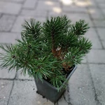 Kép 1/2 - Havasi törpefenyő