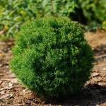Kép 1/2 - Törpe Nyugati Thuja. 2 lit. teddy