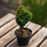 Kép 2/2 - Törpe Nyugati Thuja. 2 lit. teddy