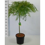 Kép 2/2 - Japán Juhar seiryu  fa 120 cm
