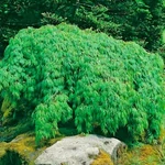 Kép 1/2 - japán juhar