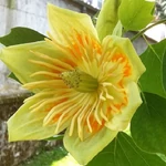 Kép 1/3 - tulipánfa