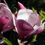 Kép 1/2 - Liliomfa Lennei 7,5 lit. kont. 100-150 cm