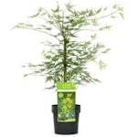 Kép 2/2 - Japán Juhar oltvány Emerald Lace 4 lit kont.
