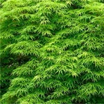 Kép 1/3 - Japán Juhar oltvány Emerald Lace 9,5 lit kont.