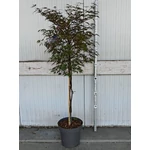 Kép 2/2 - Japán Juhar dissectum Garnet 120-130 cm bokor