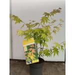 Kép 2/2 - Japán Juhar narancs 30 cm