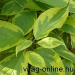 Kép 2/2 - Tarkalevelű sárga Som, Cornus 30-50 cm bokor