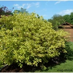Kép 1/2 - Tarkalevelű sárga Som, Cornus 30-50 cm bokor