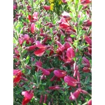 Kép 2/2 - Cytisus ‘Johnson’s Crimson’, Zanót