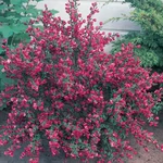 Kép 1/2 - Cytisus ‘Johnson’s Crimson’, Zanót