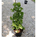 Kép 2/2 - Páfrányfenyő oltvány 5 lit. kont. 80 cm, oszlopos Ginkgo 