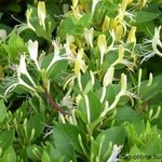 Kép 2/3 - Örökzöld japán lonc, Lonicera 2 lit. kont. 30-60 cm