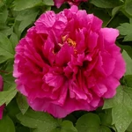 Kép 1/2 - Bazsarózsa fásszárú 3 lit. paeonia wu long peng sheng