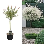 Kép 1/2 - Rózsaszín, fehér, tarka fűz fa 100 cm