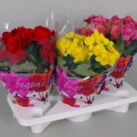 Kép 1/2 - Begonia 13cm-s cserépben