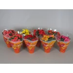 Kép 2/2 - Begonia 13cm-s cserépben