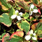 Kép 2/3 - Kaméleonlevél, Houttuynia 12 cm-s cserépben