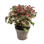 Kép 3/3 - Kaméleonlevél, Houttuynia 12 cm-s cserépben