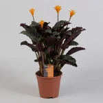 Kép 2/2 - Sáfrányos zebralevél, calathea crocata 40cm, 13 cm-s cserépben