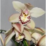 Kép 3/4 - Csónak orchidea 70 cm, téglavörös